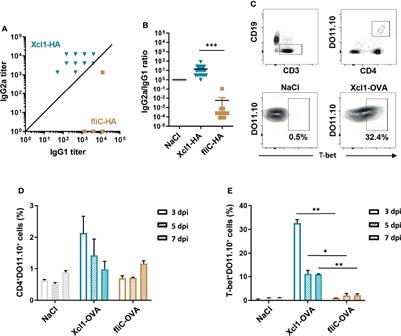 Targeting Xcr1 on Dendritic Cells Rapidly Induce Th1-Associated Immune Responses That Contribute to Protection Against Influenza Infection